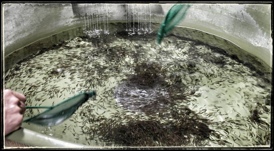Netting Fry